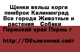 Щенки вельш корги пемброк Калининград - Все города Животные и растения » Собаки   . Пермский край,Пермь г.